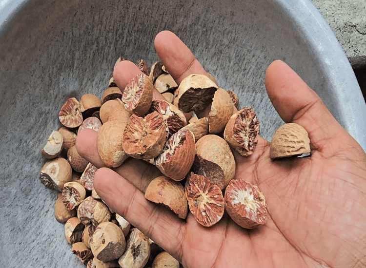 Betel nut - Image 3