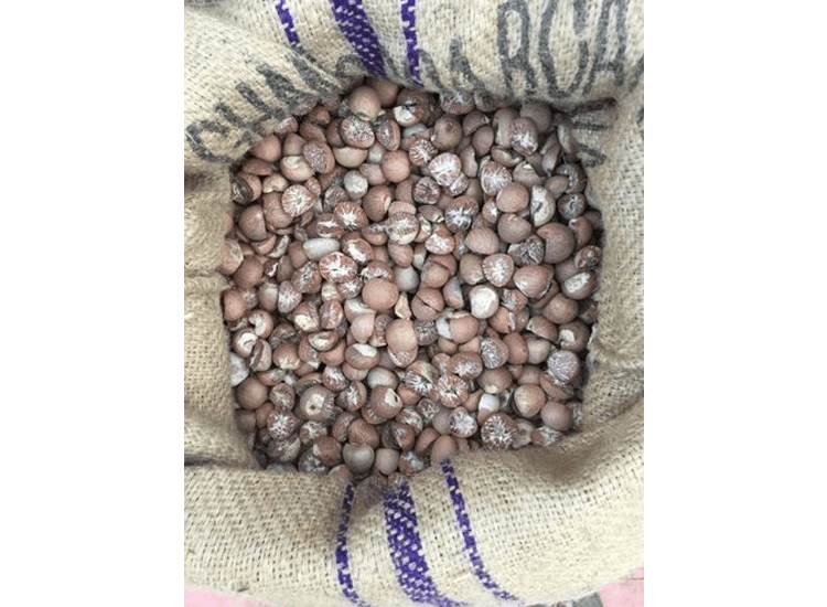 Betel nut - Image 4