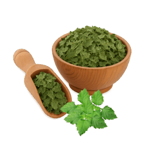 Patchouli Leaves