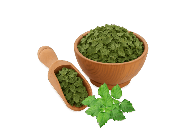 Patchouli Leaves