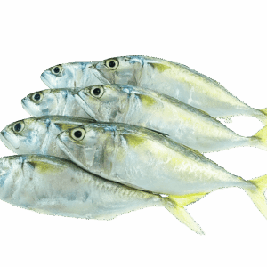 Fish-min