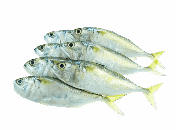 Fish-min