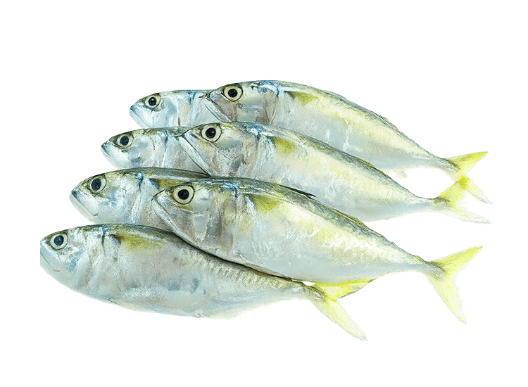 Fish-min