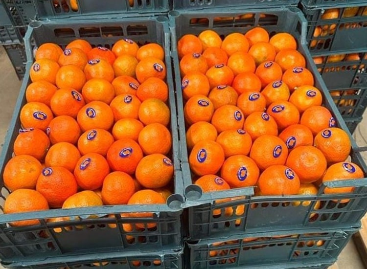 Fresh Fruit - Image 3