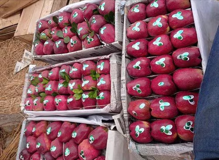 Fresh Fruit - Image 4